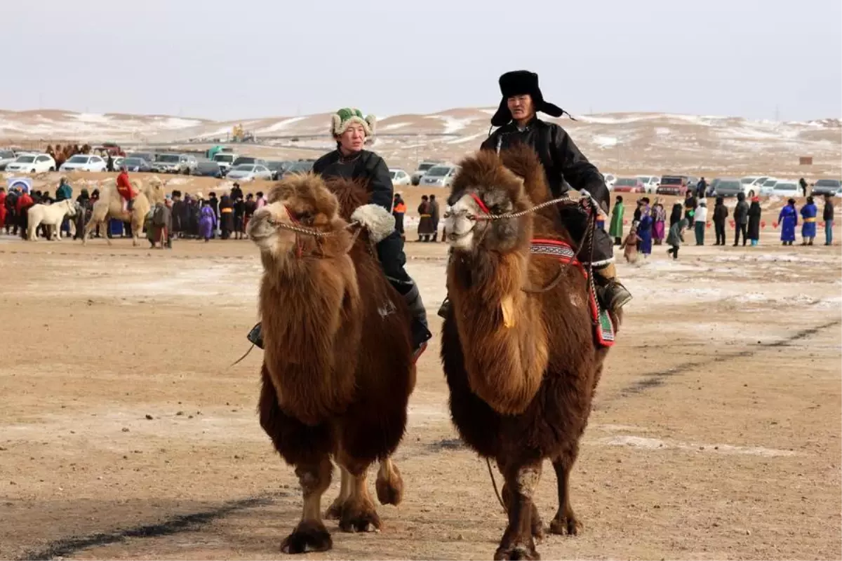 Albüm: Moğolistan'da Düzenlenen Deve Festivalinde Deve Çobanları Kıyasıya Yarıştı