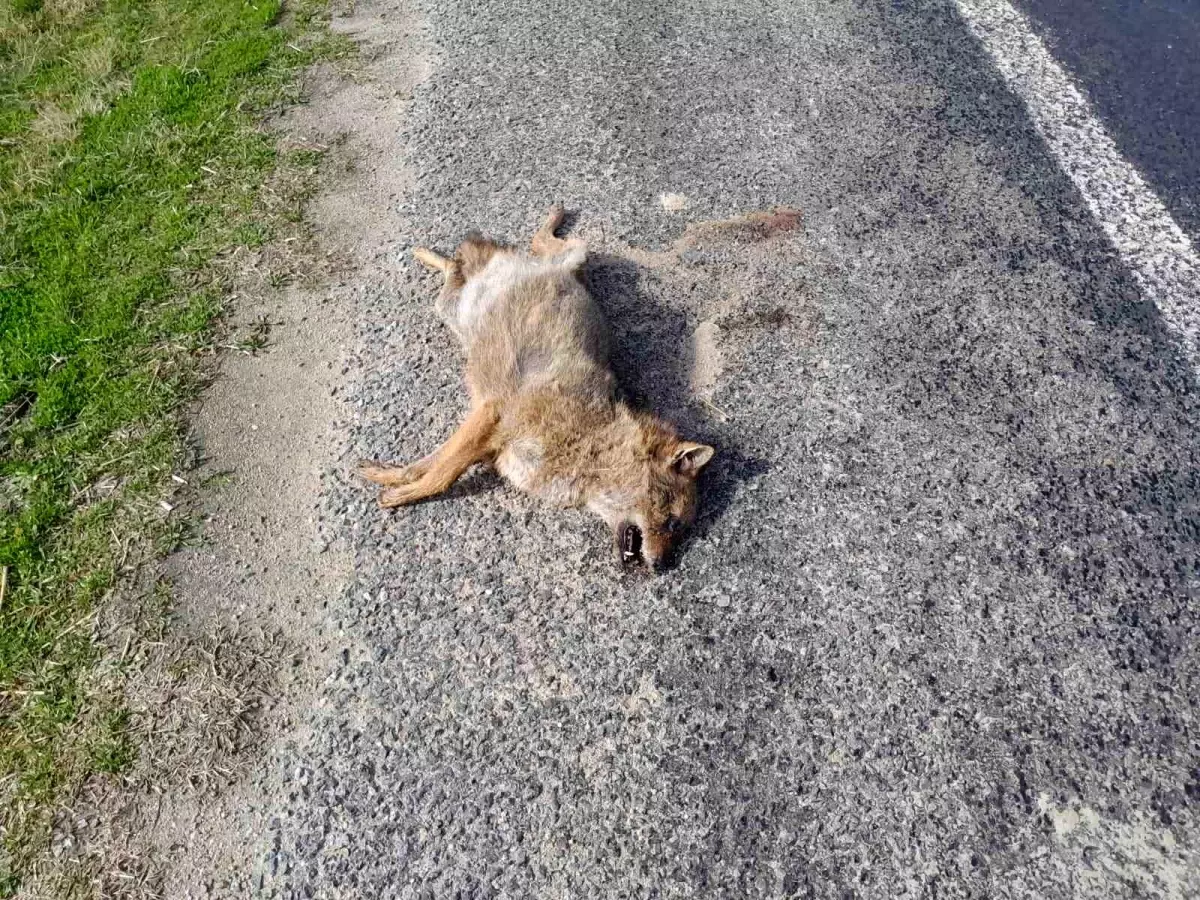 Aracın çarptığı tilki telef oldu