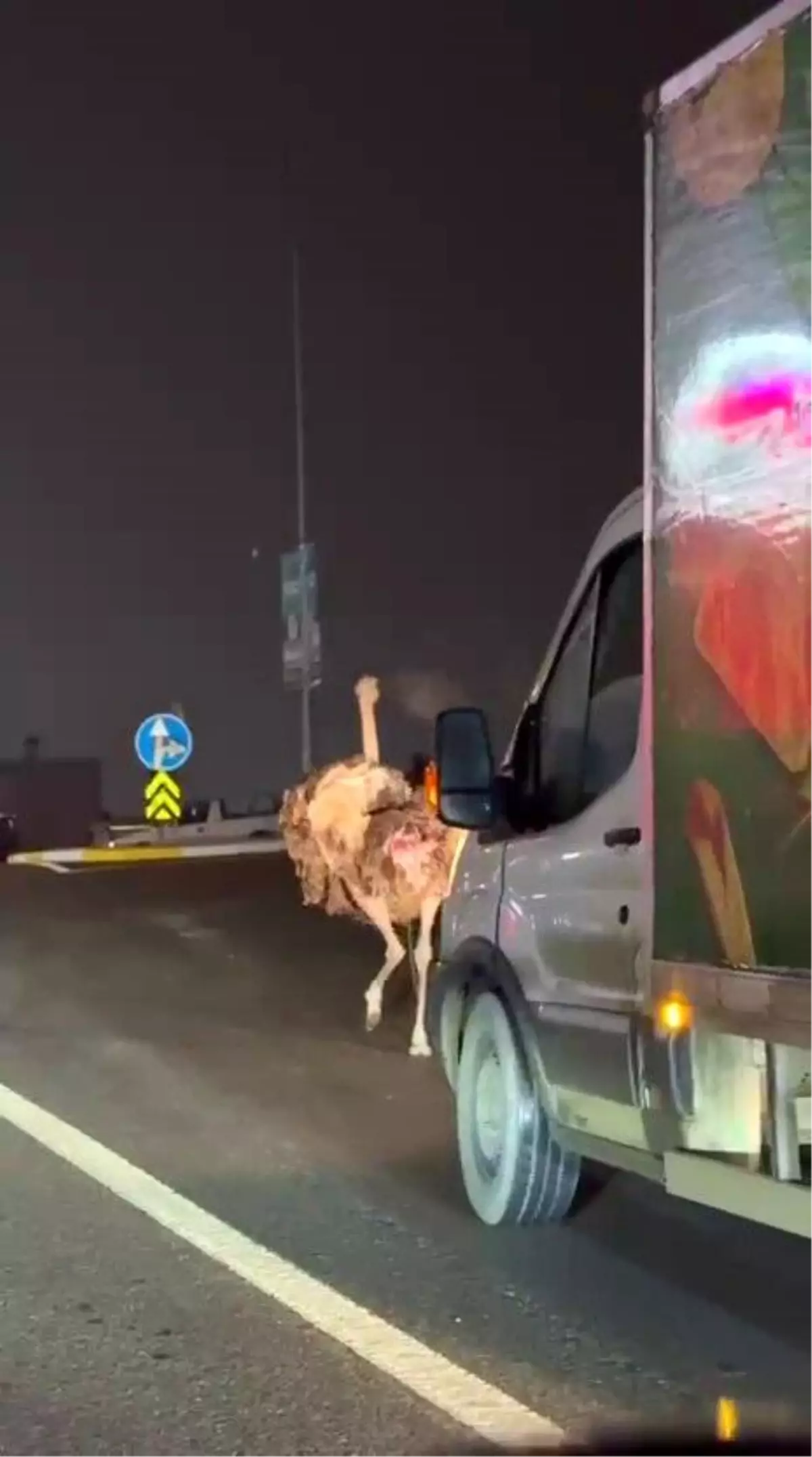 Deve kuşu, trafiği alt üst etti