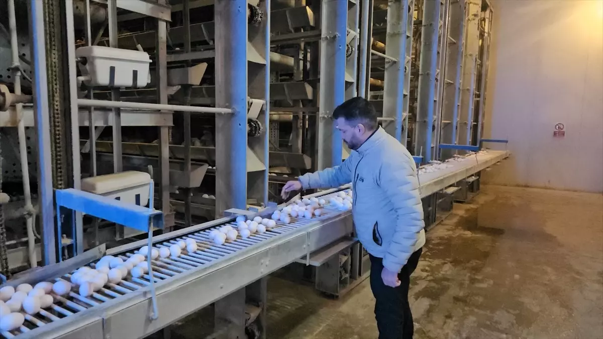 Erzincan'da devlet desteğiyle kurulan modern çiftlikte bölge illerinin yumurta ihtiyacı karşılanıyor