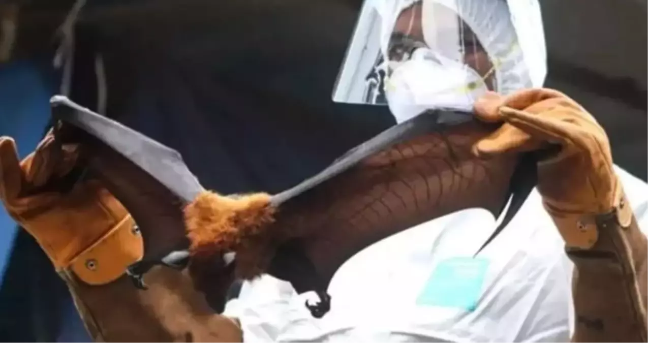 HİNDİSTAN NİPAH VİRÜSÜ: Nipah virüsü Türkiye'de var mı? Nipah virüsü nedir, nasıl bulaşır, aşısı var mı, ö...