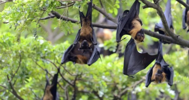 HİNDİSTAN NİPAH VİRÜSÜ: Nipah virüsü Türkiye'de var mı? Nipah virüsü nedir, nasıl bulaşır, aşısı var mı, öldürür mü?