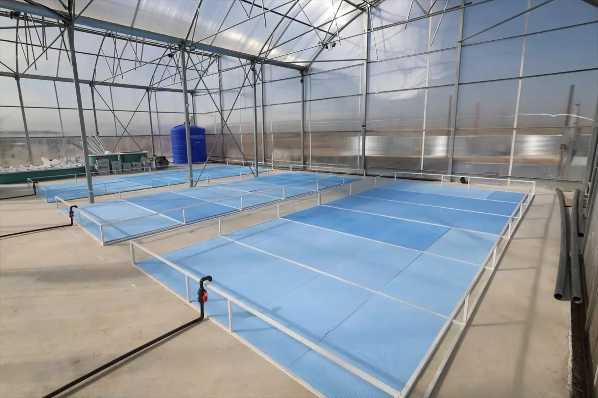 Afyonkarahisar'da jeotermal su desteğiyle tatlı su karidesi ve balık yetiştiriciliğinde üretim başlıyor