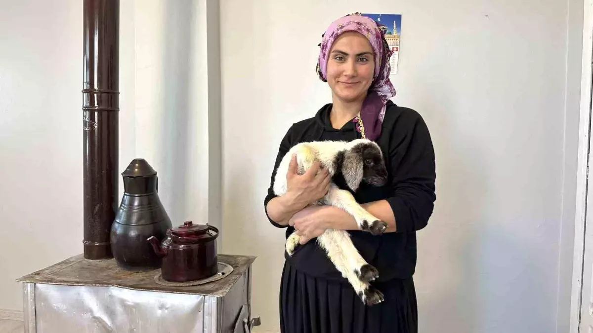 Annesiz kalan kuzu ailenin 'Umut'u oldu