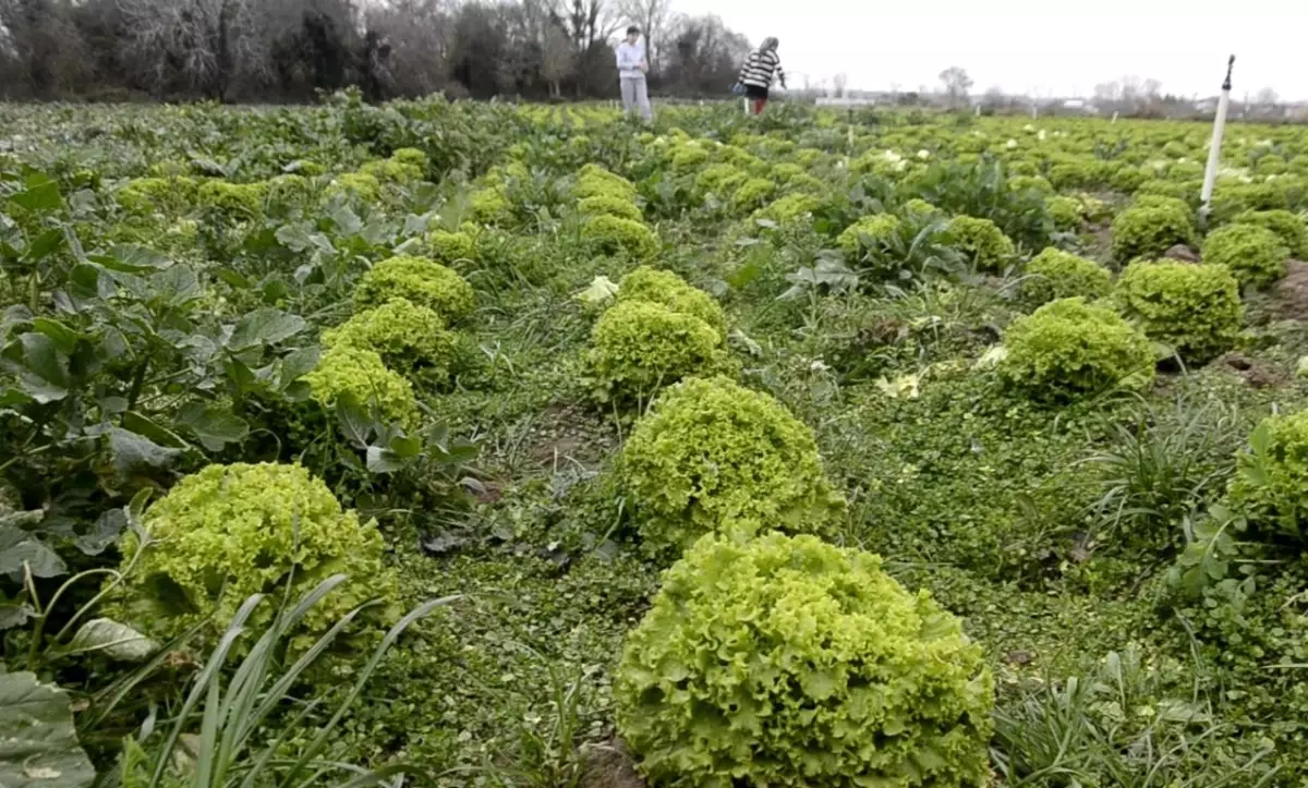 Bafra Ovası'nda 570 dekar alanda marul üretimi