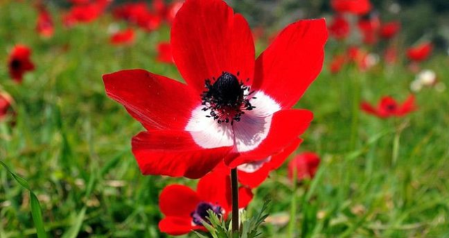 Cemre ne zaman düşecek? 2026 cemre düşmesi olayı nedir, neyin habercisi?