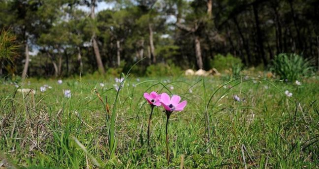 Cemre ne zaman düşecek? 2026 cemre düşmesi olayı nedir, neyin habercisi?
