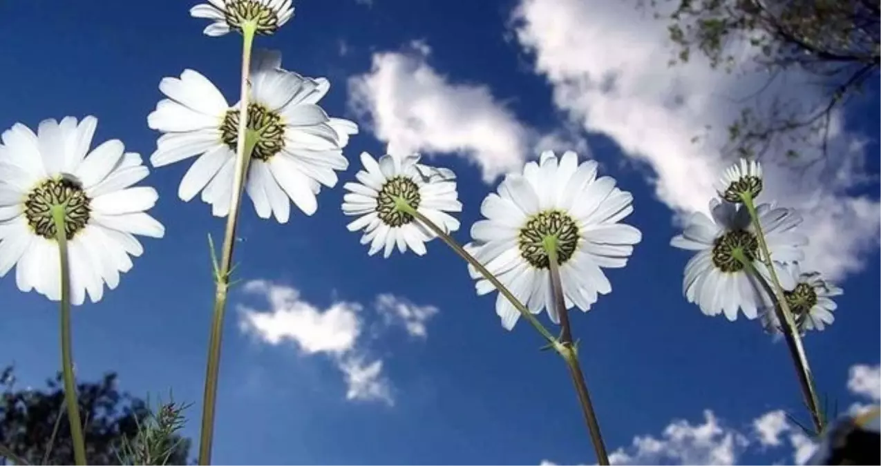 Cemre ne zaman düşecek? 2026 cemre düşmesi olayı nedir, neyin habercisi?