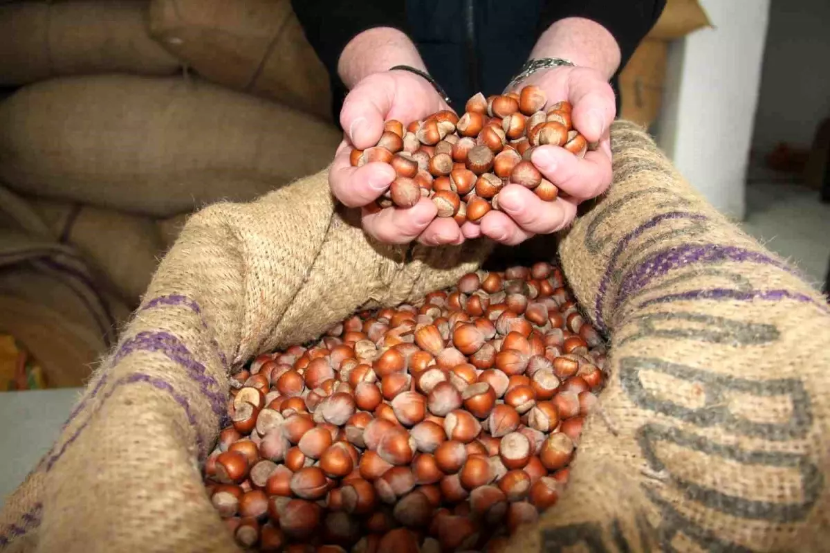 Fındık fiyatları durağan seyrini sürdürüyor