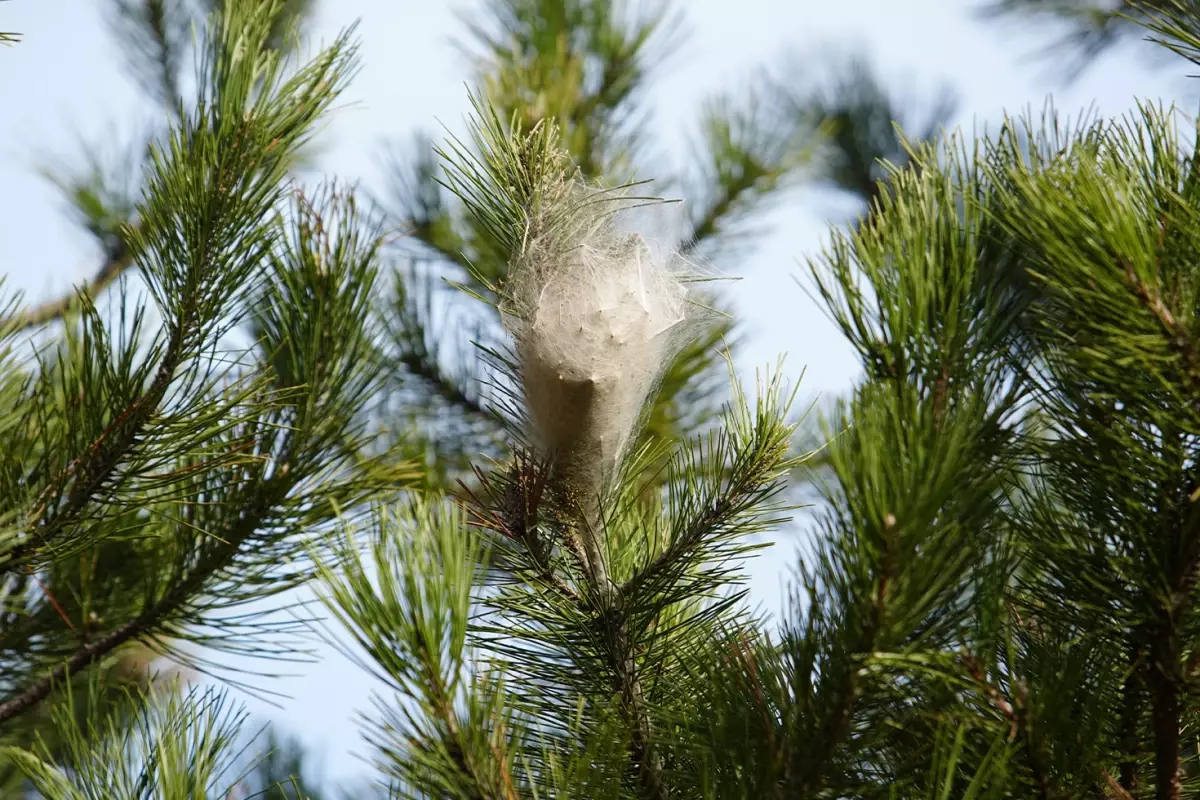Hem ağaca hem insanlara zararı var: Samsun ormanlarında çam kese tırtılı istilası