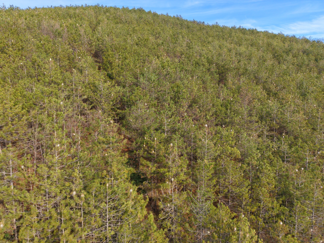 hem agaca hem insanlara zarari var samsun 19509068 5013 m