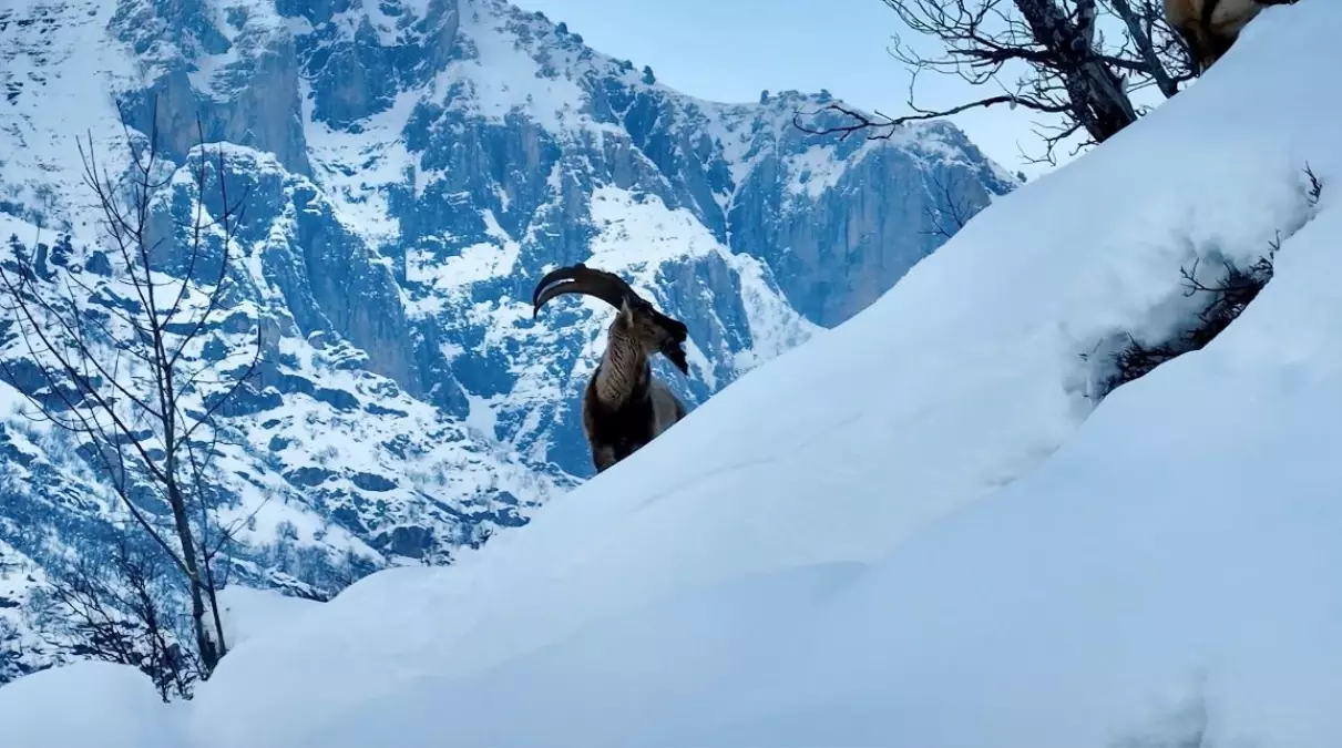 Karla kaplı Mundur Vadisi'nde yiyecek arayan yaban keçileri dron kamerasında