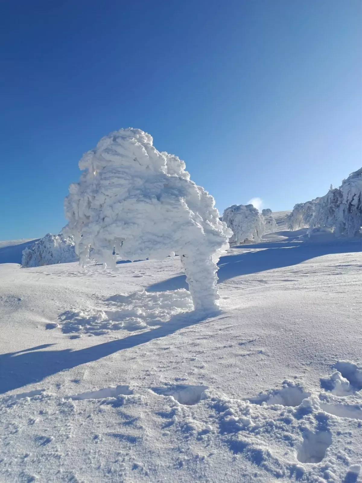 Karla kaplı yaylada ağaçlar buz tuttu