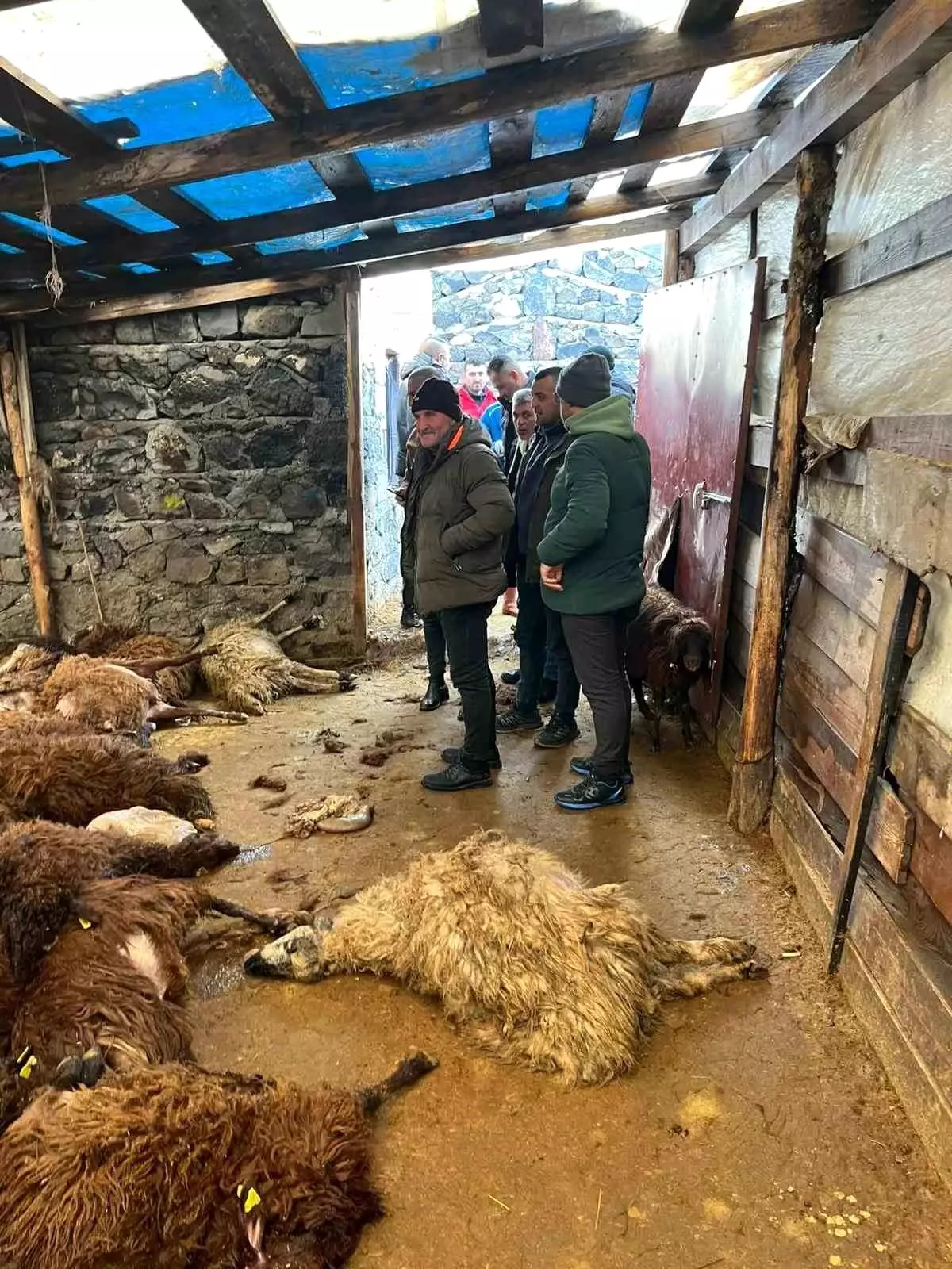 Kars'ta kurt dehşeti: Aç kurtlar 130 koyunu telef etti