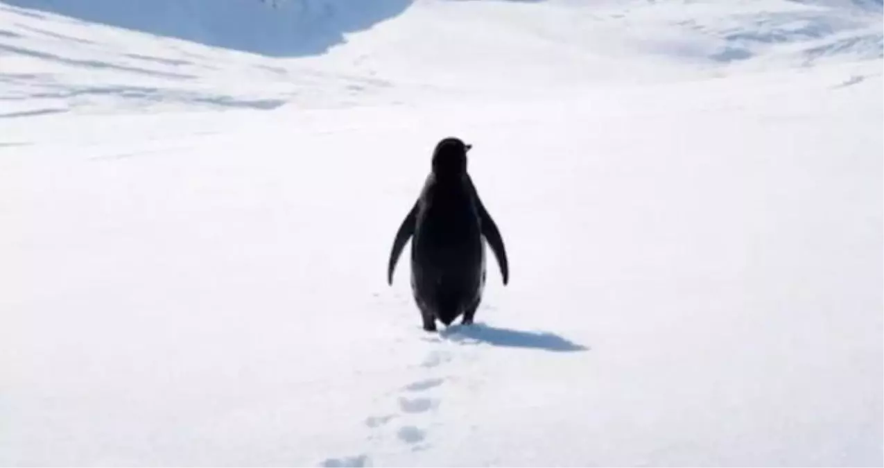 Nihilist penguen belgeseli izle (Türkçe dublaj) Nihilist penguen belgeseli nereden, nasıl izlenir? Nihilis...