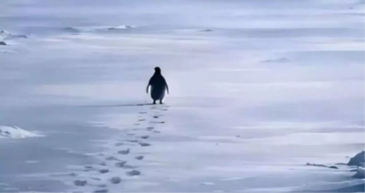 Nihilist penguen neyi anlatıyor? Nihilist penguenin hikayesi neden gündemde? Nihilizm nedir?