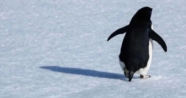 Nihilist penguen neyi anlatıyor? Nihilist penguenin hikayesi neden gündemde? Nihilizm nedir?