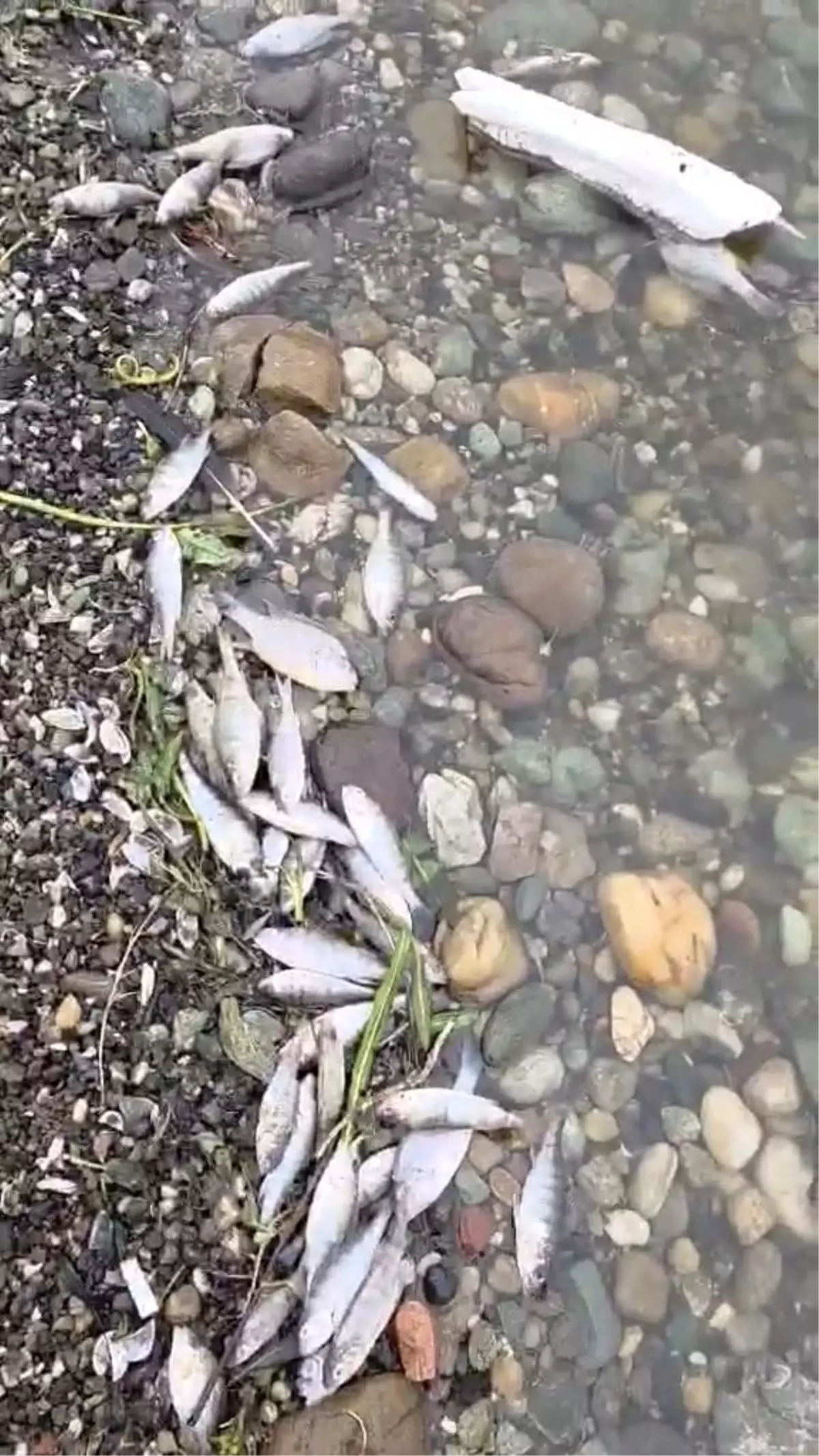 Tekirdağ Malkara'da barajda balık ölümleri tedirgin etti