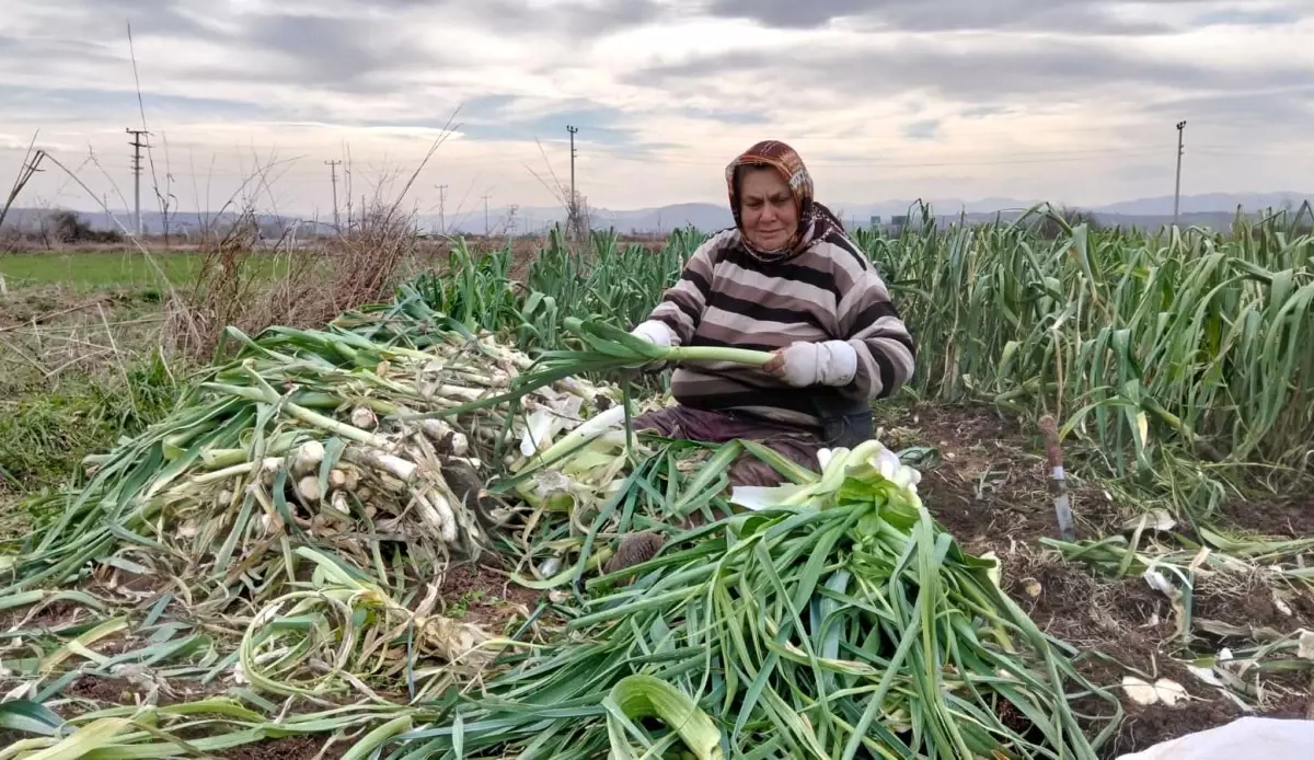 Bafra Ovası'nda pırasa hasadı: Bu yıl rekolte yüksek