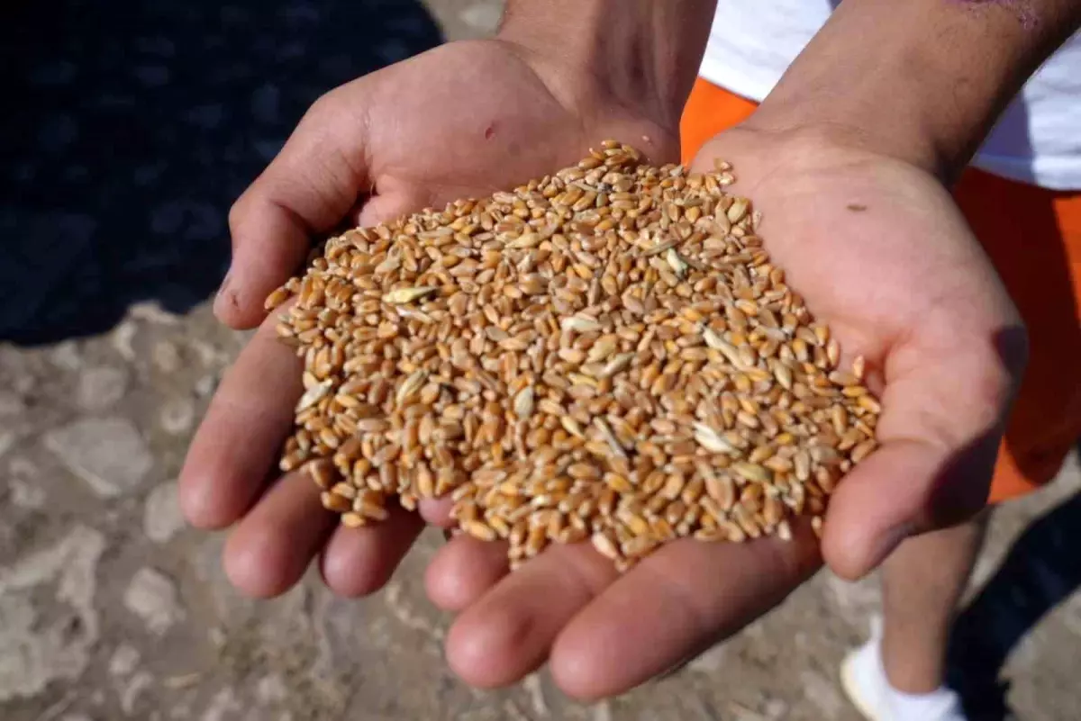 Bayburt'ta 2 bin 570 işletmeye 67 bin 294 çuval yem desteği verilecek