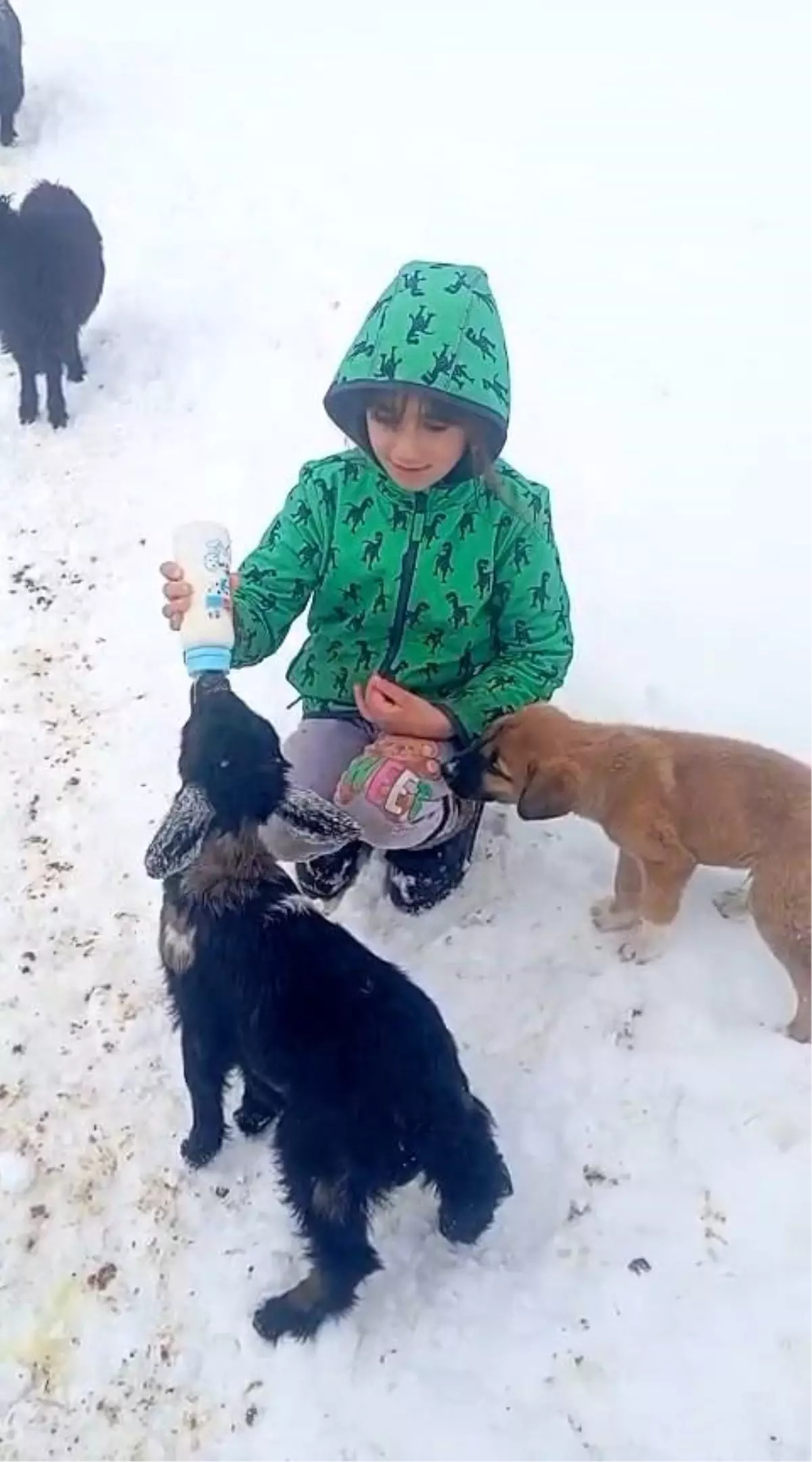 Fırtınada kaybolan kuzu 3 gün sonra sağ bulundu