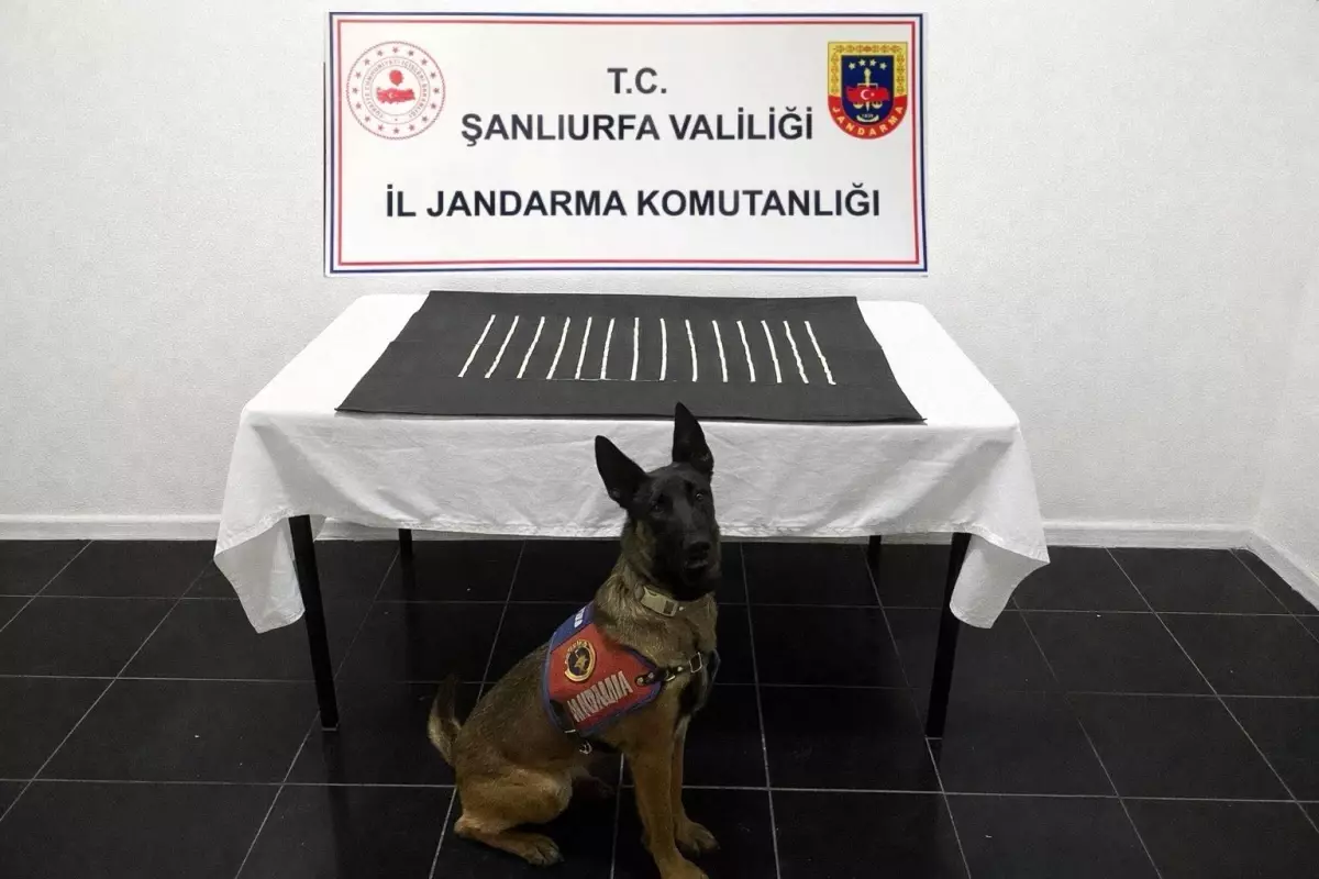 Harran'da uyuşturucu operasyonu: 2 gözaltı