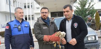 Havza'da yaralı bulunan şahin koruma altına alındı