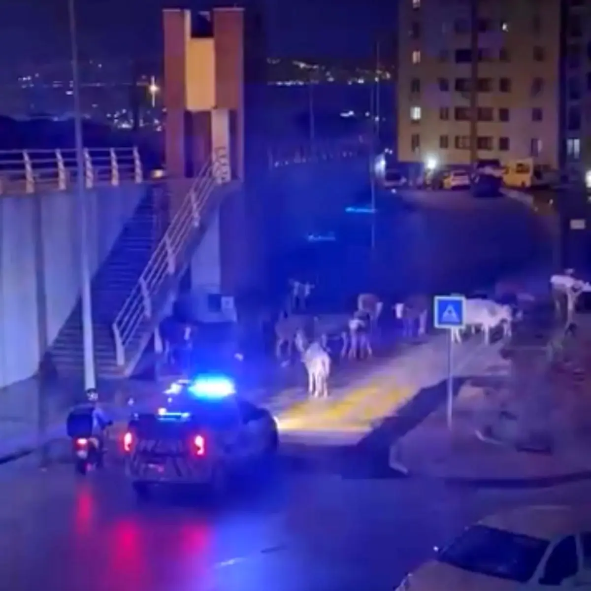 İzmir'de polisin "İnekler dağılın" anonsu gülümsetti