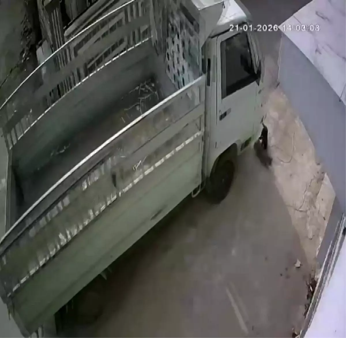 Kedi ezen sürücüye hayvan barınağında çalışma cezası