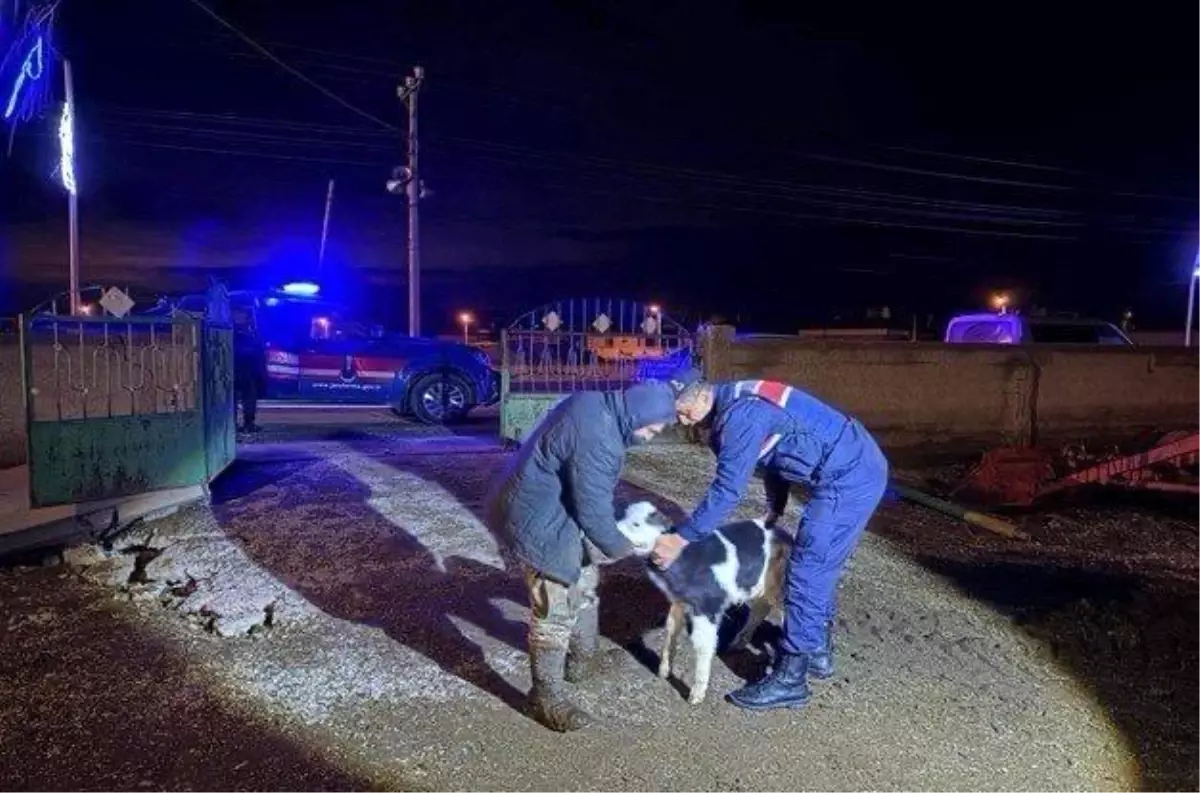 Nevşehir'de büyükbaş hayvan hırsızları jandarmadan kaçamadı