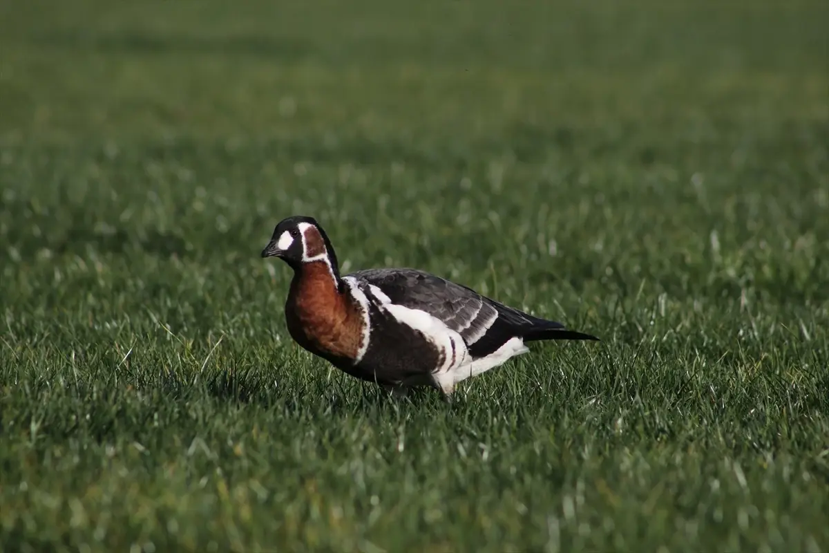 Rize'de Sibirya kazı görüntülendi