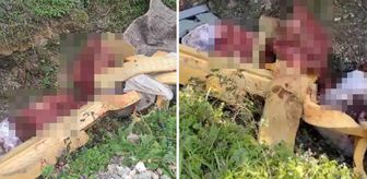Sakarya'da çalılık alana hayvan kemiği attığı tespit edilen 2 şüpheli yakalandı