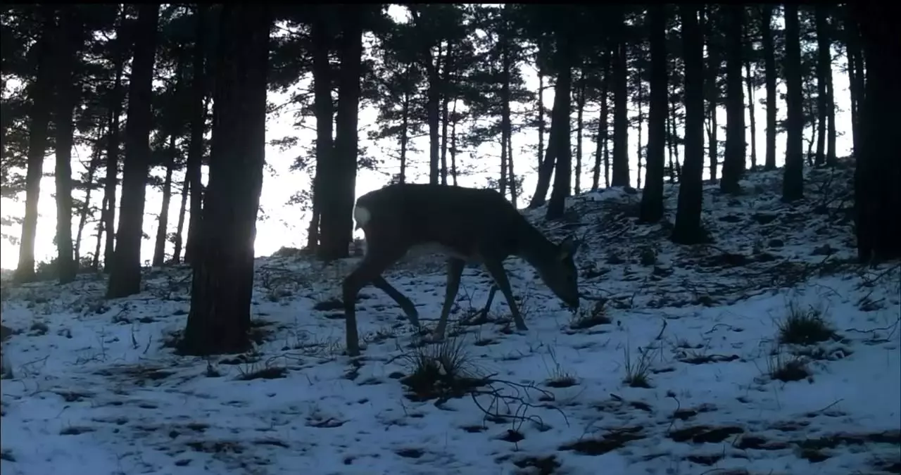 Tekirdağ'da Ganos Dağı'nda yaban hayatı fotokapana yansıdı
