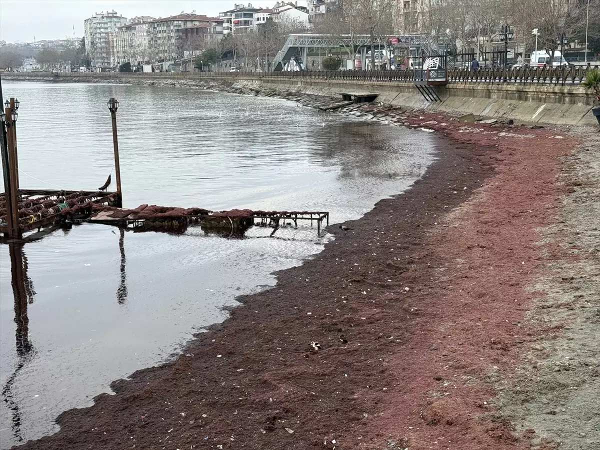 Tekirdağ'da lodos nedeniyle sahilin bir kısmı kırmızı yosunla kaplandı
