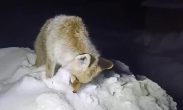 yillarca anlatilan efsane gercek oldu 19510007 5525 m