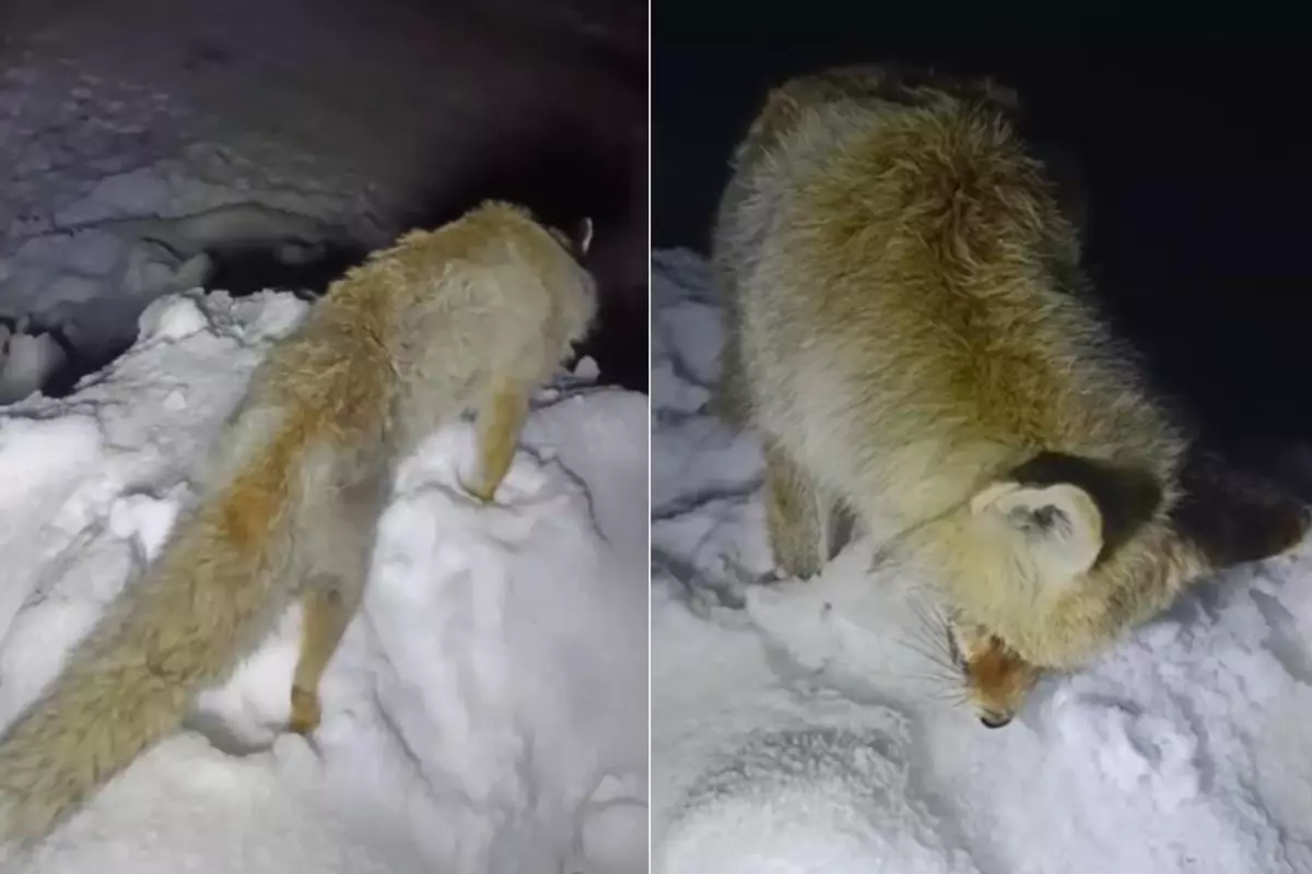 Yıllarca anlatılan efsane gerçek oldu