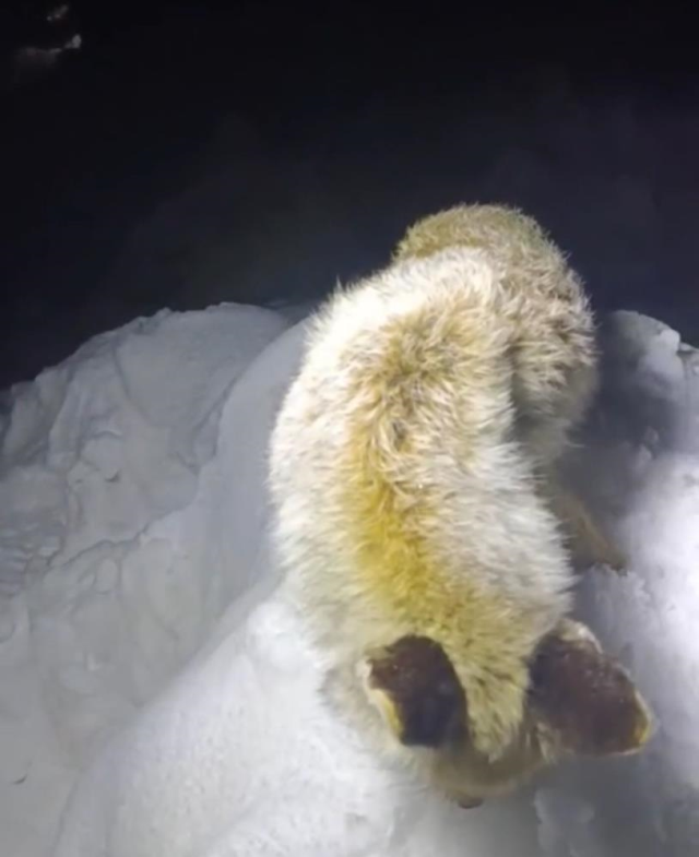 yillarca anlatilan efsane gercek oldu 19510007 9890 m