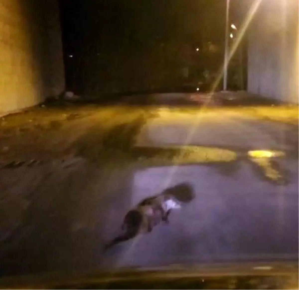 Yol ortasındaki su samuru görüntülendi