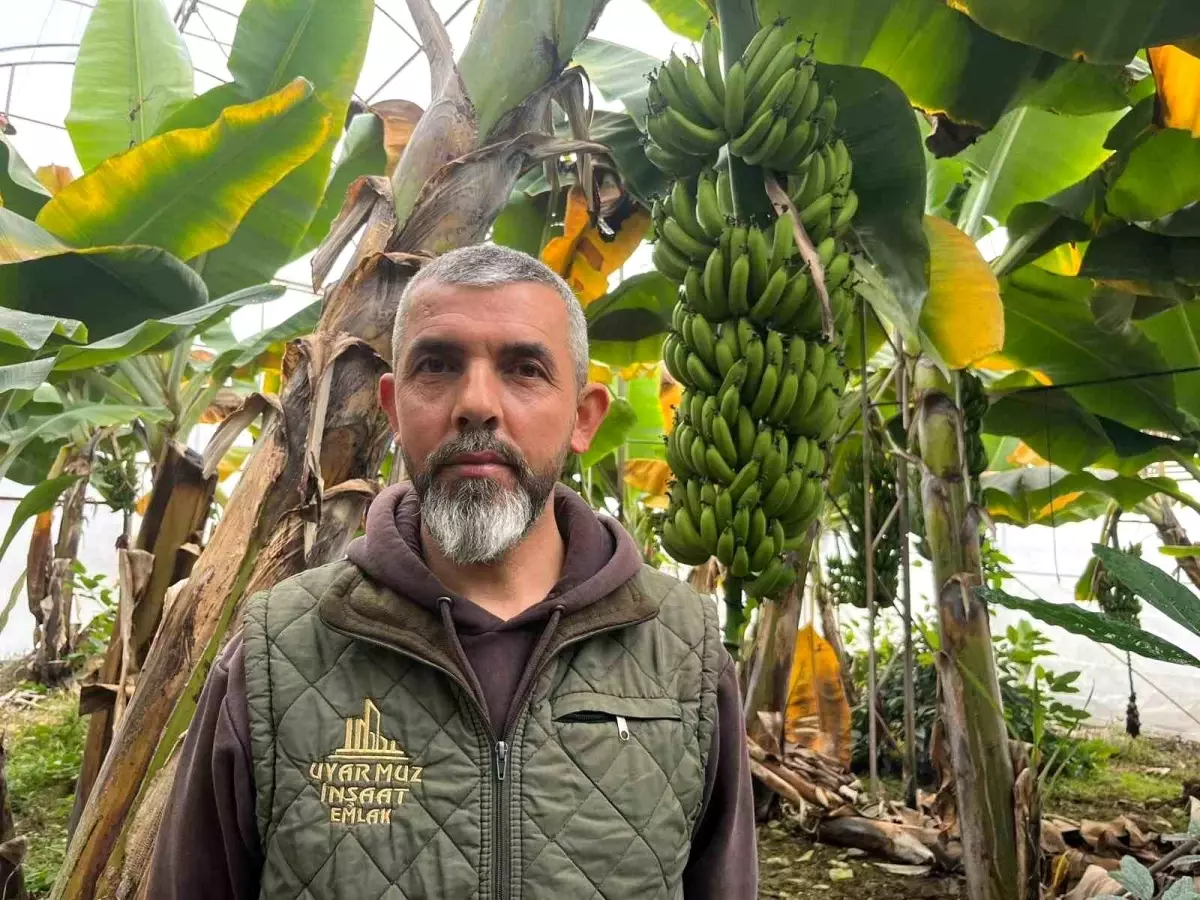 Alanya, Türkiye'nin muz ihtiyacının yüzde 40'ını karşılıyor