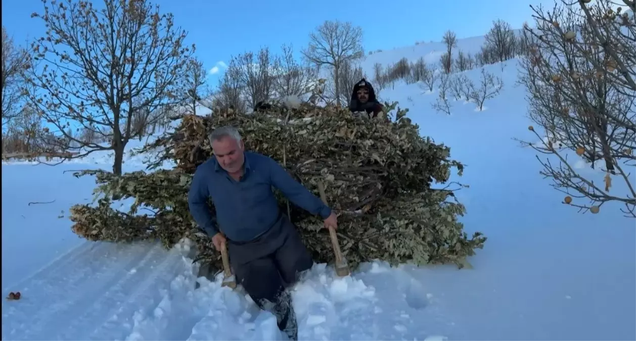 Bitlis'te besiciler, karda kızakla hayvanlarına ot taşıyor