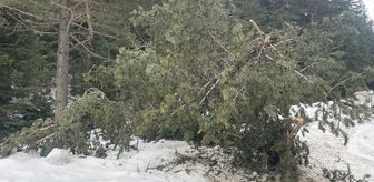 Bolu'da rüzgar ve eriyen kar çam ağaçlarını devirdi