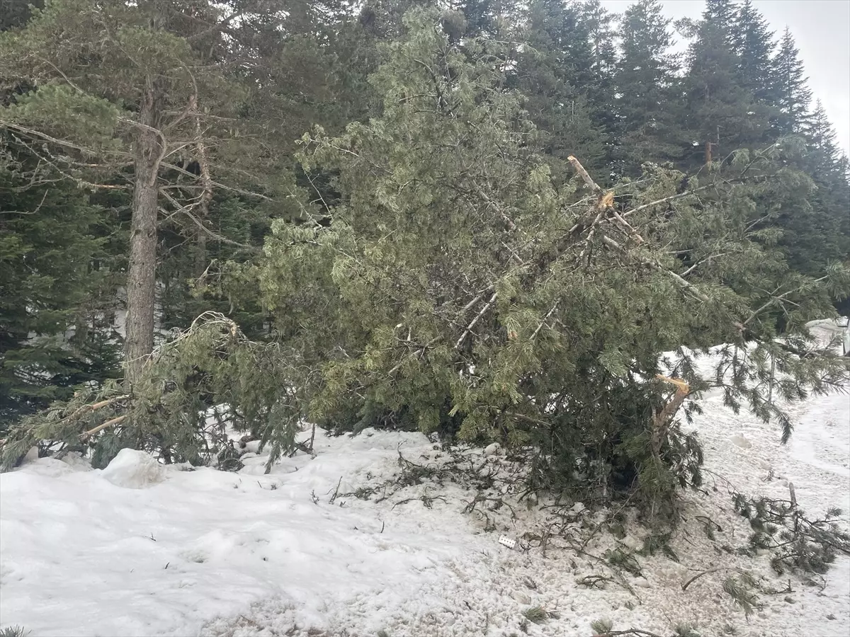 Bolu'da rüzgar ve eriyen kar çam ağaçlarını devirdi