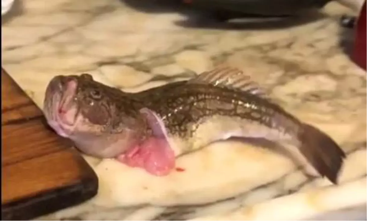 İçi temizlenen balık dakikalarca çırpınmaya devam etti.