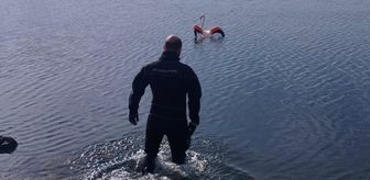 İzmir'de vücuduna ip dolanan flamingo kurtarıldı