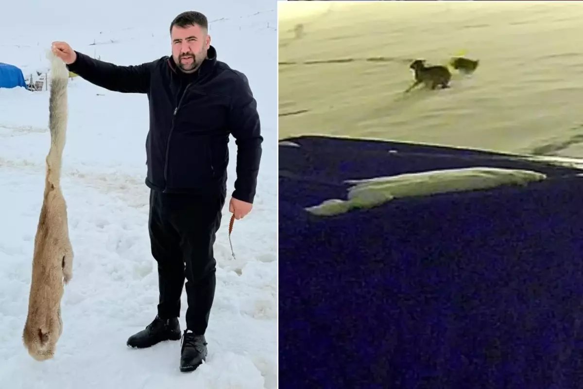 Kurtları en iyi anlatan video! Köpekten geriye bu kaldı