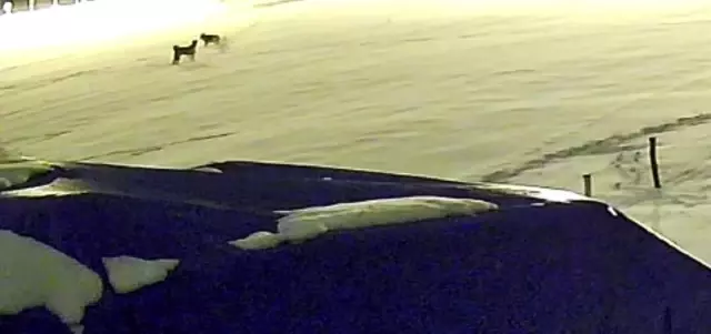 kurtlarla dovusen kopekten geriye postu kaldi 19513928 o