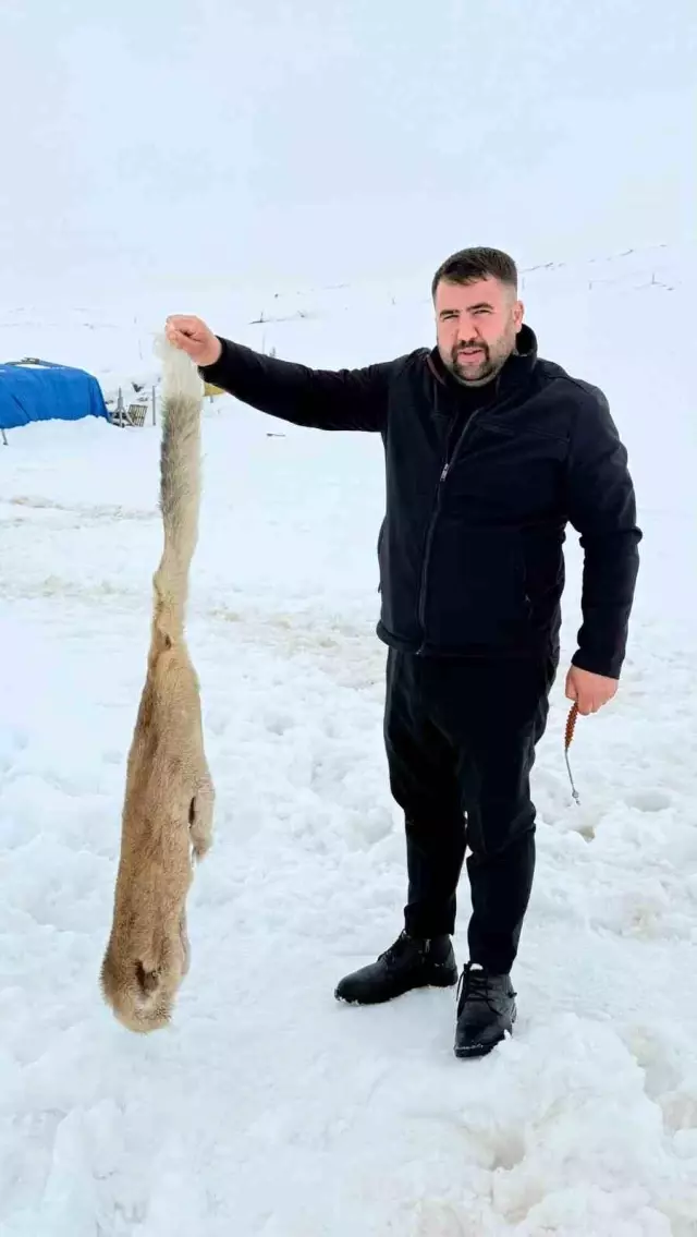 kurtlarla dovusen kopekten geriye postu kaldi 3 19513928 o