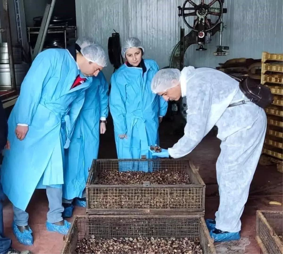 Mama hammadde üretim tesisinde inceleme