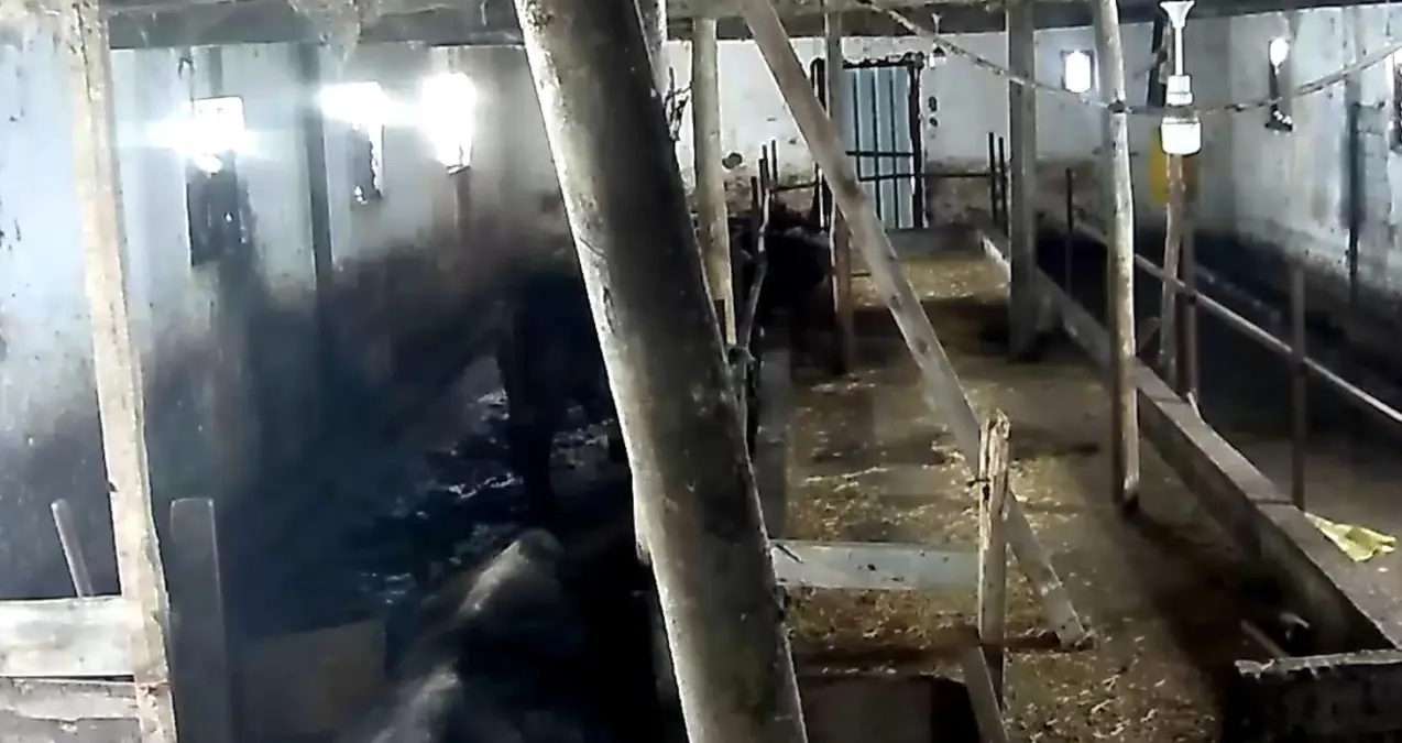 Tokat'ta ahırın çatısı çöktü