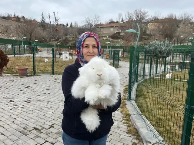 turkiye de nesli tukenen ankara tavsani 19514703 o